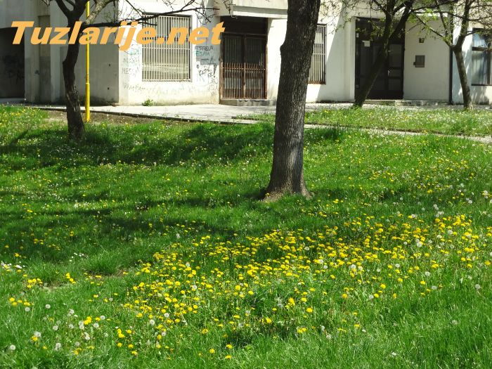 Tuzlarije