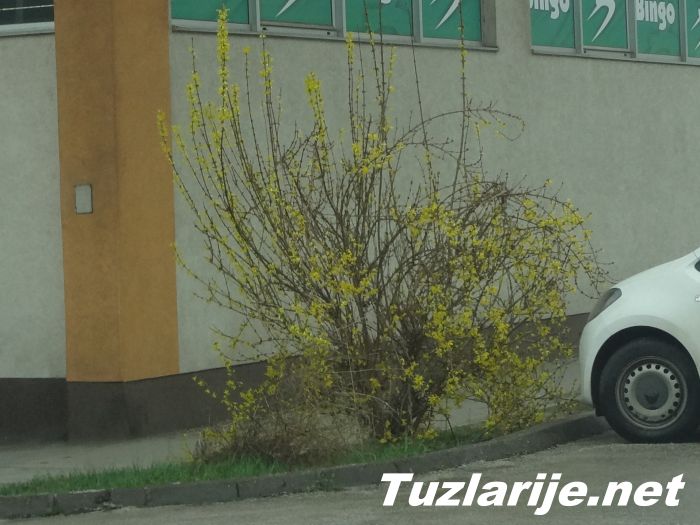Tuzlarije