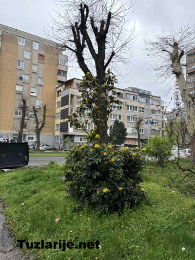 Tuzlarije