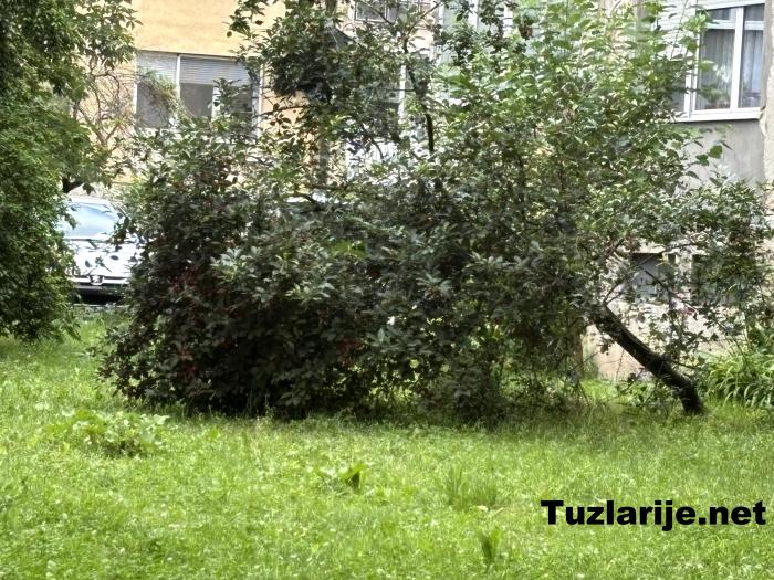 Tuzlarije