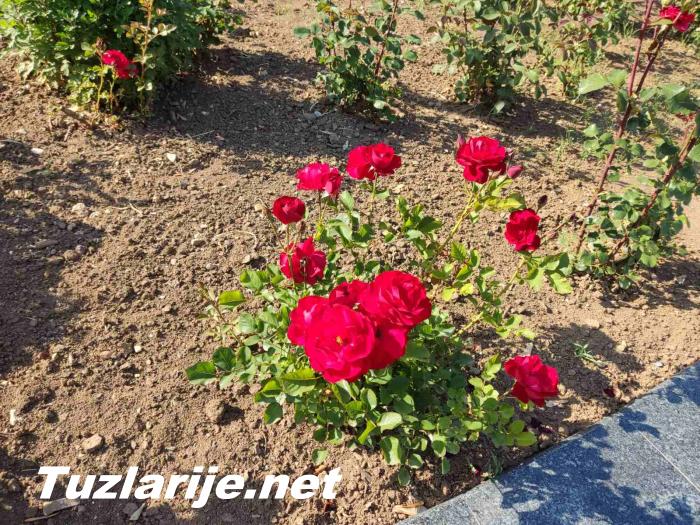 Tuzlarije