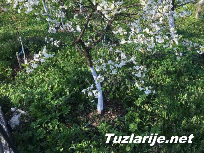 Tuzlarije